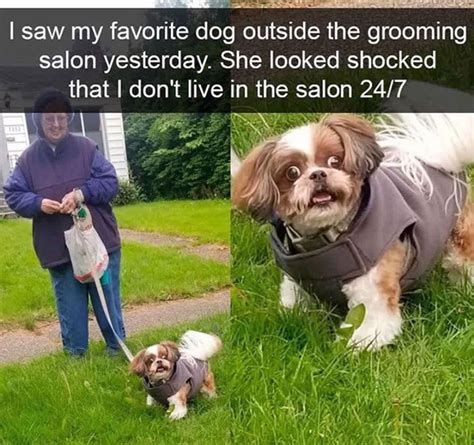 40 Truthful Memes About What Its Like To Have A Dog Bored Panda