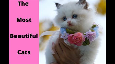 The Most Beautiful Cats In The World Youtube