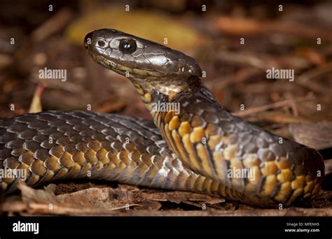 Black Tiger Snake Notechis Ater Fam Elapidae Una Gran Serpiente