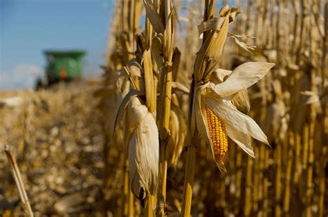 Corn Stalks At Harvest The Portage Foundation