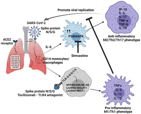 Frontiers Macrophage Activation Syndrome And Covid 19 Impact Of Mapk