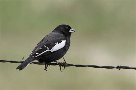 13 Black Birds With White Stripes On Wings Photos And Facts