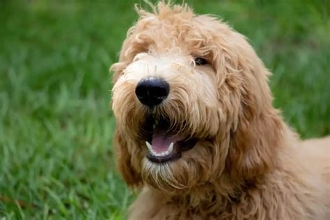 Grooming A Goldendoodle A How To Guide With Videos Poodle Report