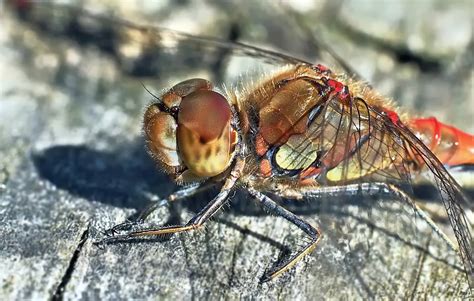 Free Images Nature Fly Live Insect Fauna Invertebrate Close Up