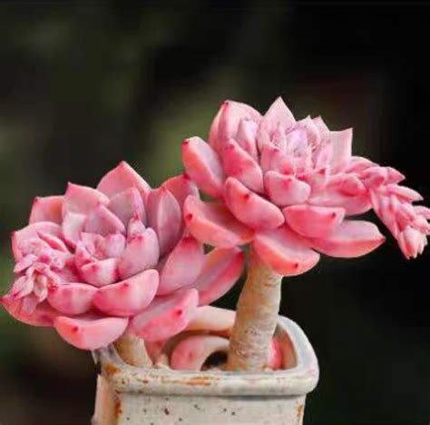 Pretty Pink Succulents Rare Succulents Seeds 25 Etsy