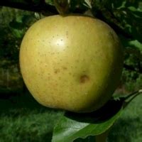 Some believe that it was first discovered in indiana in the 1800's, but others believe it is the oldest known english apple. Late Season Apples at Big Horse Creek Farm | Page 2