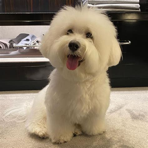 The 16 Cutest Coton De Tulears Currently Online Pettime