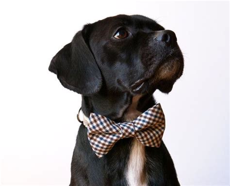 Navy Brown Gingham Bow Tie Dog Collar Handmade Dog Bows Handmade Dog