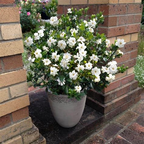 National Plant Network 25 Qt Gardenia Buttons Flowering Shrub With