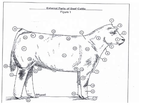 External Parts Of Beef Cattle — Printable Worksheet
