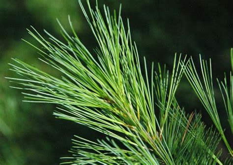 Le Pin Blanc Pinus Strobus Arboplus