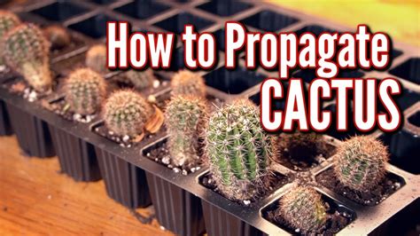 How To Propagate Cactus The Easiest Way 🌵 Youtube