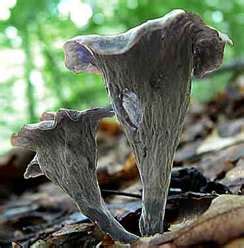 Some grow in water and some on land, but the terrestrial species are poisonous to humans. Mushroom Hunting at SIUE