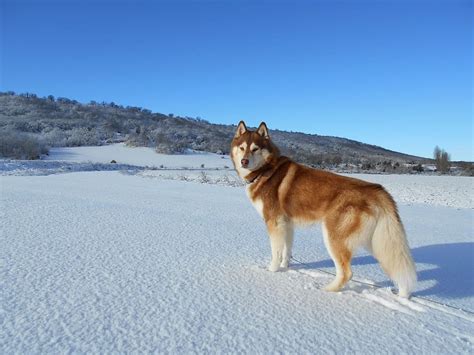 Hd Wallpaper Tan Siberian Husky On Snow Pathway Animal Dog Pet