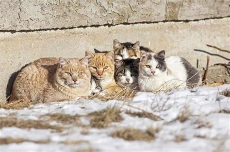 Feral Cats Why Neighborhood Cats And Feral Cats Deserve Care