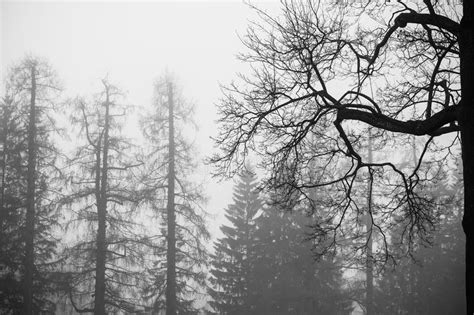 Foggy Winter Forest With Bare Trees Black And White Stock Image