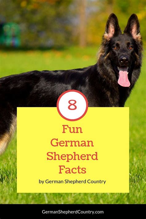 8 Fun Facts About One Of The Worlds Most Popular Breeds The German