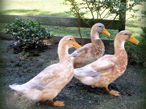 Best Ducks To Have As Pets Pets Retro
