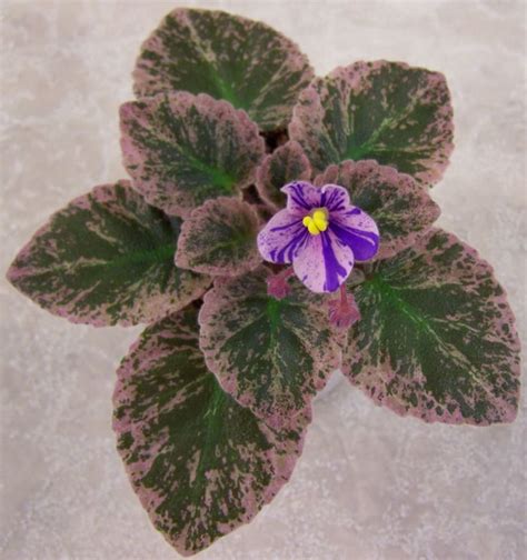African violet grape treat miniature 2 (please note that african violets may or may not be in bloom). 1088 best African Violets images on Pinterest | African ...