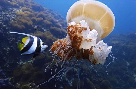 12 Things Jellyfish Like To Eat Most Diet Care And Feeding Tips