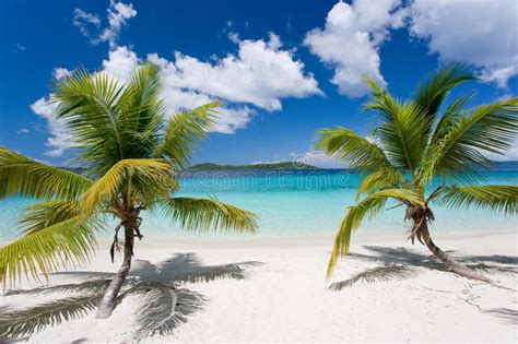 Palm Tree Tropical Island Beach Royalty Free Stock Photo
