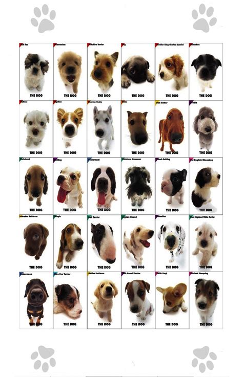 The Dog Different Dog Breeds Infographic Chart 18x28 45cm70cm