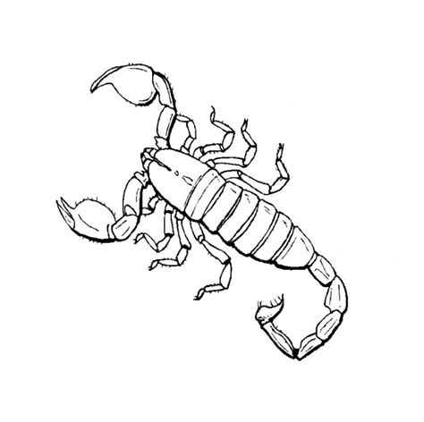 Scorpion Coloring Pages To Download And Print For Free