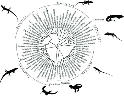 Phylogenetic Relationships Among The 68 Lizard Taxa From 8 Families