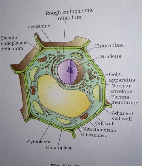 Draw A Diagram Of A Plant Celllabel The Following Parts Power House Of