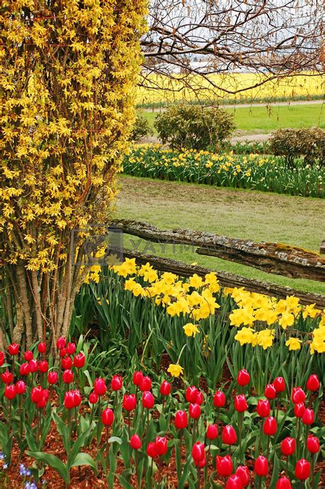 Tulip And Daffodil Garden In Early Spring By Ingperl Vectors