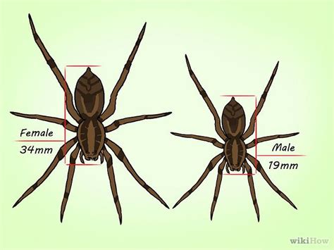 How To Identify A Wolf Spider