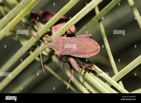 Australian Bugs Hi Res Stock Photography And Images Alamy
