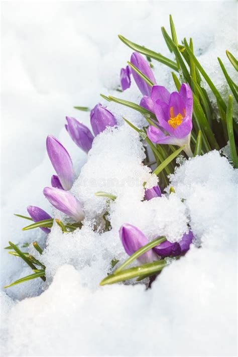 Purple Crocus On White Snow Stock Photo Image Of Plant March 68346108