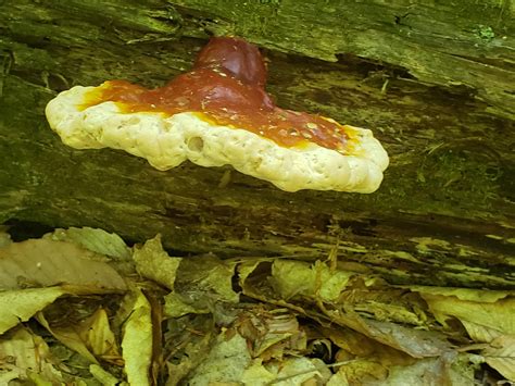 Ohio Mushroom What Kind Mushrooms Fungi Nature Photography