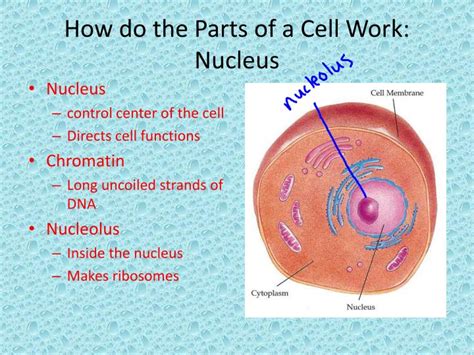 Ppt Looking Inside Cells Powerpoint Presentation Id2229943