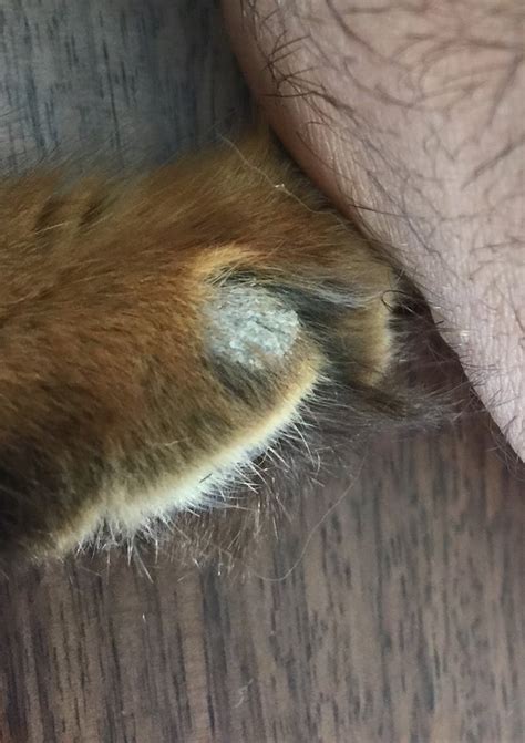Dry Flaky Skinscabbing And Hair Loss On New Kitten Pic Included