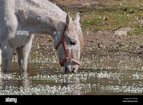 A Horse Drinking Water From A Lake Covered By Water Crowfoot Ranunculus