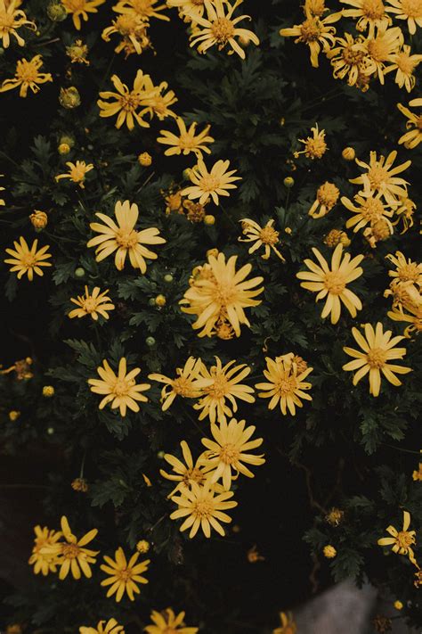 Download Photography Of Yellow Vintage Aesthetic Flower Wallpaper