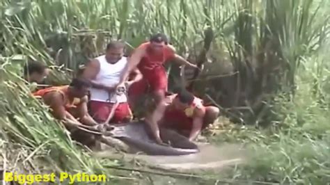 Africant Animal Giant Anaconda Attacks Human Big Snake Attack Youtube