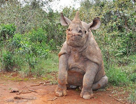 the western black rhino was declared extinct by the iucn but made official two days ago r