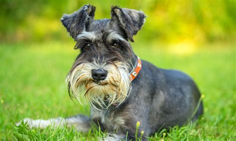 Miniature Schnauzer Breed Characteristics Care And Photos Bechewy