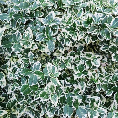 Natural Background Euonymus Fortunei Emerald Gaiety With Green And