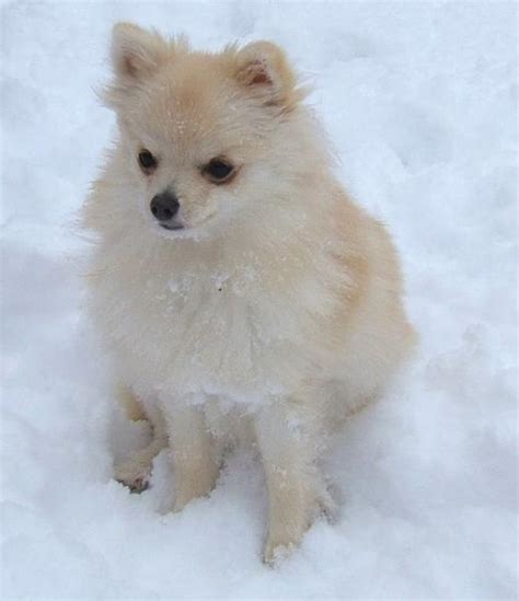 White Pomeranian Puppy In Snow Outside Playing