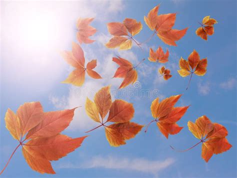 626 Colorful Autumn Leaves Falling Down Stock Photos Free And Royalty