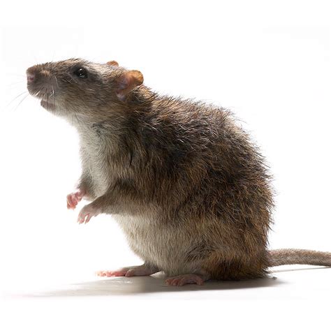 The Norway Rat Its Name Doesnt Say Much Lessons Blendspace