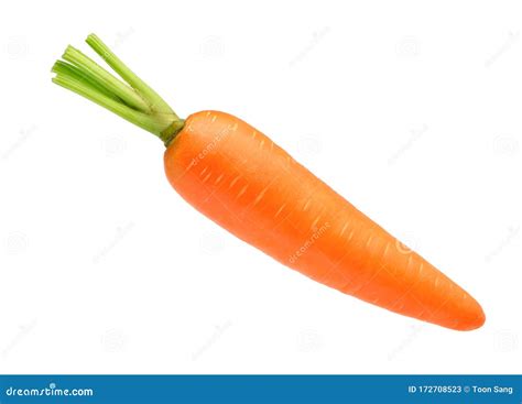 Fresh Carrot Isolated On Whit Stock Image Image Of Fresh Bright