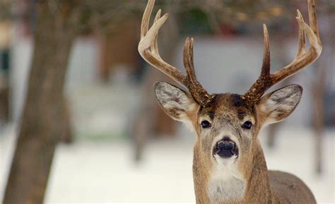 25 Deer Hunting Lessons From 25 Years Of Pursuing Big Bucks • Outdoor