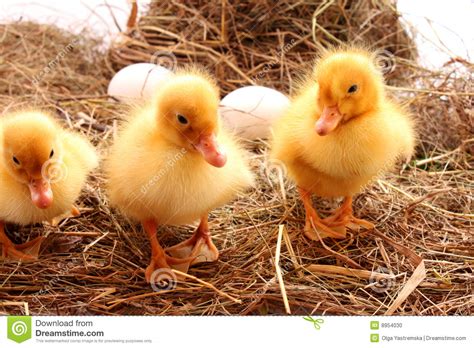 Farm Birds Stock Photo Image Of Young Straw Feathers 8954030
