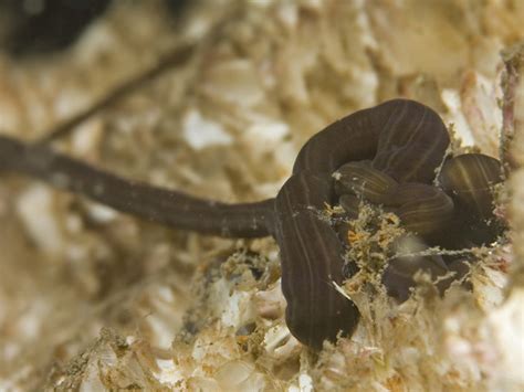 Ribbon Worms Nemertea