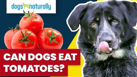 Can Dogs Eat Tomatoes Youtube